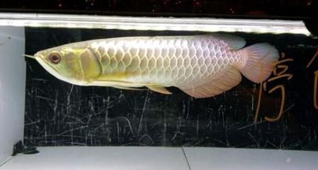 家里養的龍魚死了兆頭（龍魚死亡的原因及處理方法）