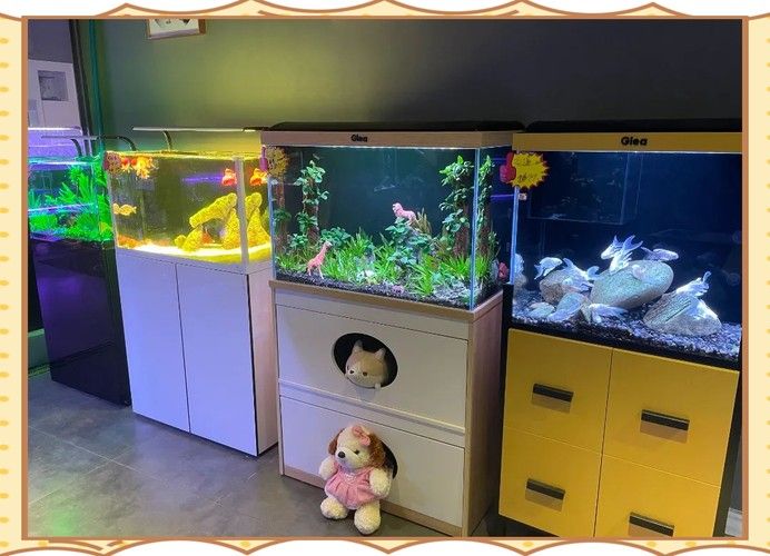 揚州開水族店怎么樣？加盟祥龍魚場賣龍魚市場怎樣？