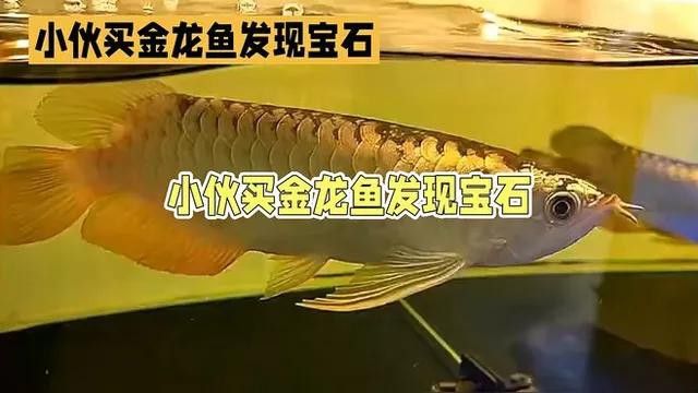 有哪些著名的金龍魚寶石作品？