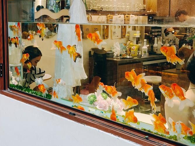 巴宜開水族店怎么樣？加盟祥龍魚場賣龍魚市場怎樣？