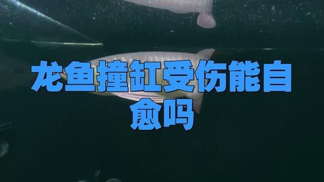 龍魚撞缸后如何急救處理？