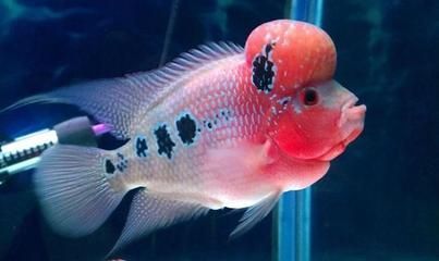 龍魚(yú)屬于海魚(yú)嗎，龍魚(yú)屬于海魚(yú)嗎？