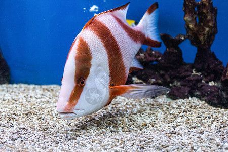 龍魚(yú)屬于海魚(yú)嗎，龍魚(yú)屬于海魚(yú)嗎？