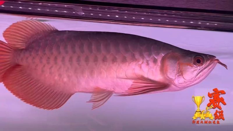 賽級龍魚最簡單三個部位