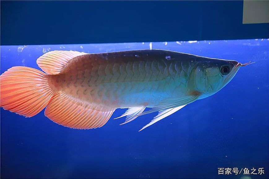 賽級龍魚最簡單三個部位