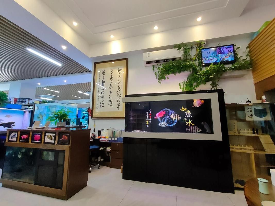 臨海開水族店怎么樣？加盟祥龍魚場(chǎng)賣龍魚市場(chǎng)怎樣？