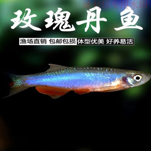 云南開水族店怎么樣？加盟祥龍魚場賣龍魚市場怎樣？