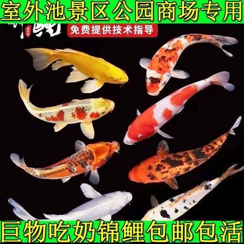 云南開水族店怎么樣？加盟祥龍魚場賣龍魚市場怎樣？