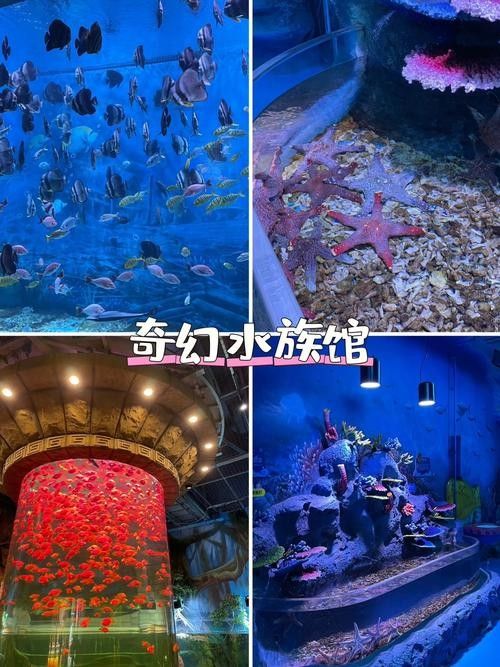 延吉開水族店怎么樣？加盟祥龍魚場賣龍魚市場怎樣？