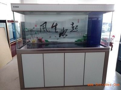 魚缸龍魚繁殖：幼年龍魚喂養的要點