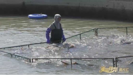 伊寧開水族店怎么樣？加盟祥龍魚場賣龍魚市場怎樣？