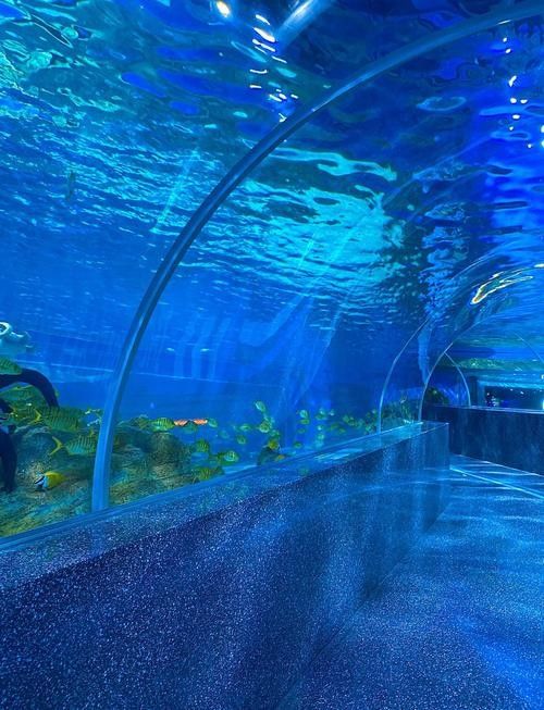 廈門開水族店怎么樣？加盟祥龍魚場(chǎng)賣龍魚市場(chǎng)怎樣？