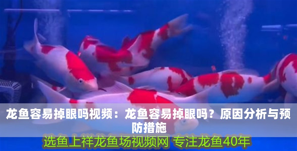 龍魚容易掉眼嗎視頻：龍魚容易掉眼嗎？原因分析與預防措施