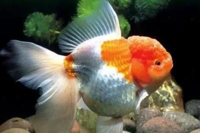 龍魚會所取名大全最新（龍魚會所取名大全）