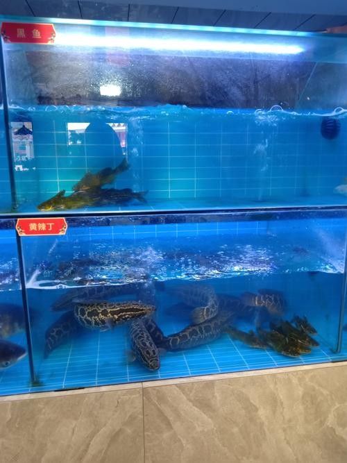 漳縣開水族店怎么樣？加盟祥龍魚場賣龍魚市場怎樣？