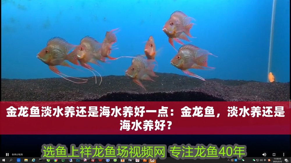 金龍魚淡水養還是海水養好一點：金龍魚，淡水養還是海水養好？