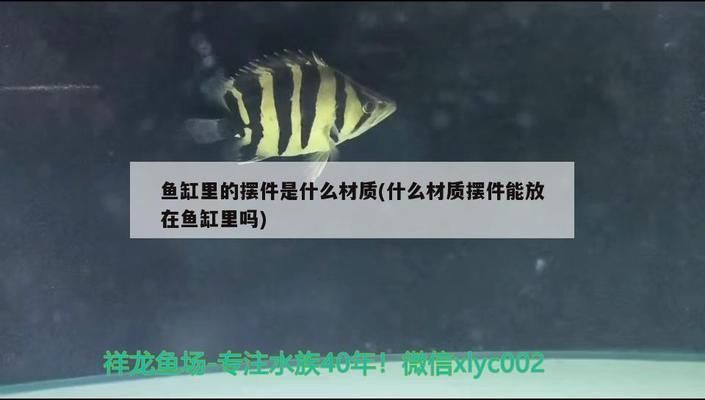 紅龍魚的壽命有多長啊圖片（紅龍魚的壽命有多長啊圖片大全）