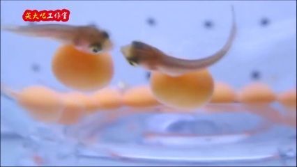 金龍魚養(yǎng)幾條不打架的：金龍魚養(yǎng)幾條不打架