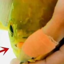金龍魚養(yǎng)幾條不打架的：金龍魚養(yǎng)幾條不打架
