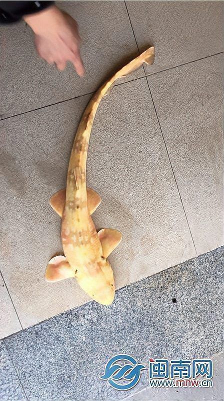 中國(guó)唯一一只金色鯊魚(yú)