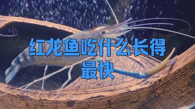 紅龍魚人工養(yǎng)殖需要哪些條件？