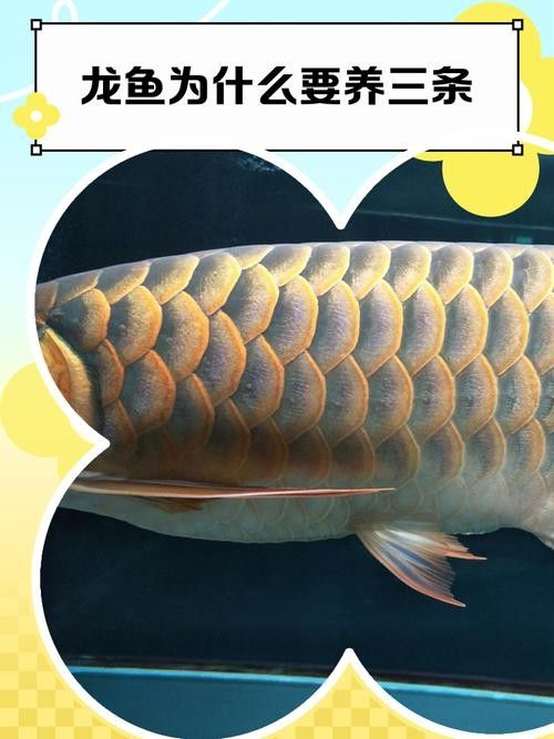 克東開水族店怎么樣？加盟祥龍魚場賣龍魚市場怎樣？