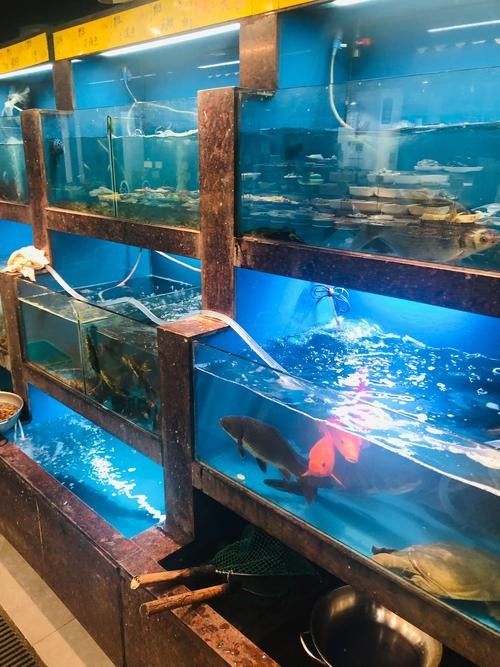 建德開水族店怎么樣？加盟祥龍魚場(chǎng)賣龍魚市場(chǎng)怎樣？