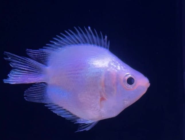 寶安開水族店怎么樣？加盟祥龍魚場賣龍魚市場怎樣？