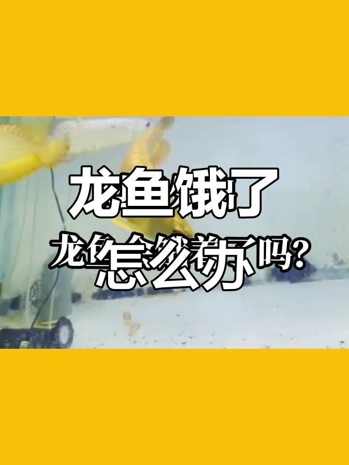 龍魚趴缸期間需要停食多久？