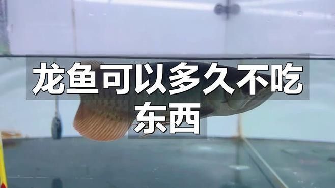龍魚趴缸期間需要停食多久？