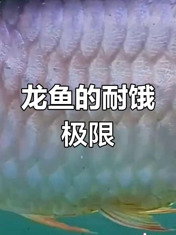 龍魚趴缸期間需要停食多久？