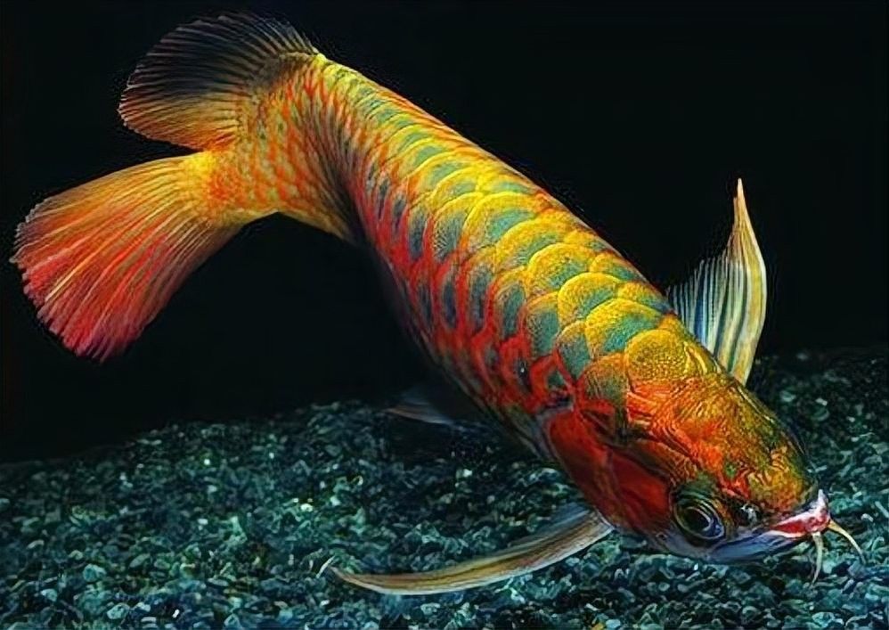 龍魚趴缸期間需要停食多久？