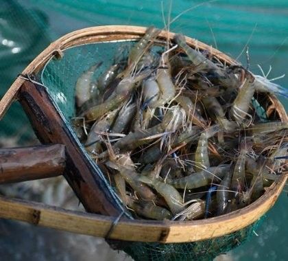 沙雅開水族店怎么樣？加盟祥龍魚場賣龍魚市場怎樣？