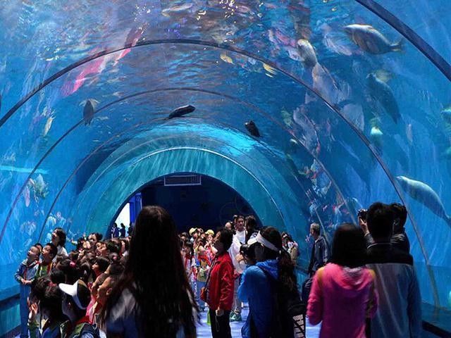 五臺開水族店怎么樣？加盟祥龍魚場賣龍魚市場怎樣？