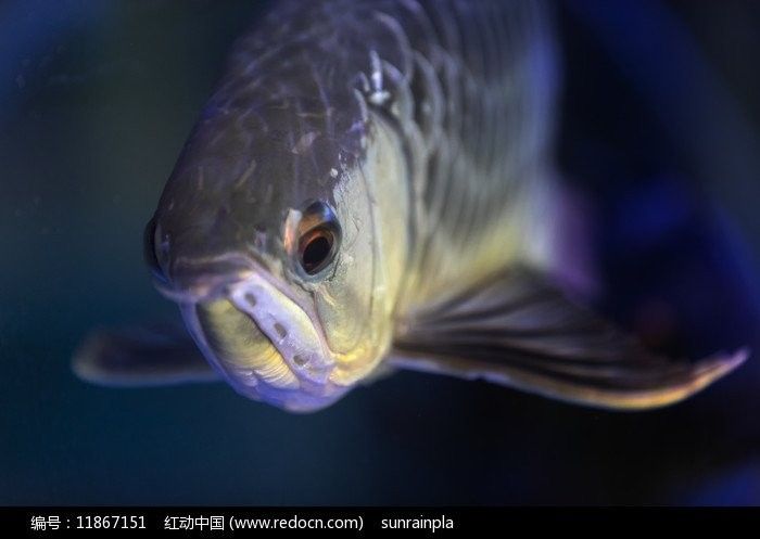 銀龍魚高清圖片 銀龍魚高清圖片 龍魚百科 第27張
