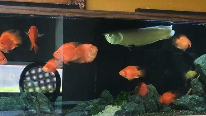 銀龍魚和什么魚一起養好看