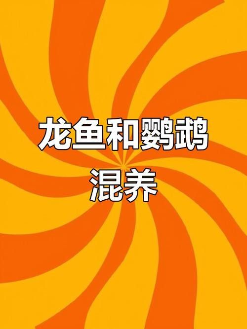 銀龍魚和什么魚一起養好看