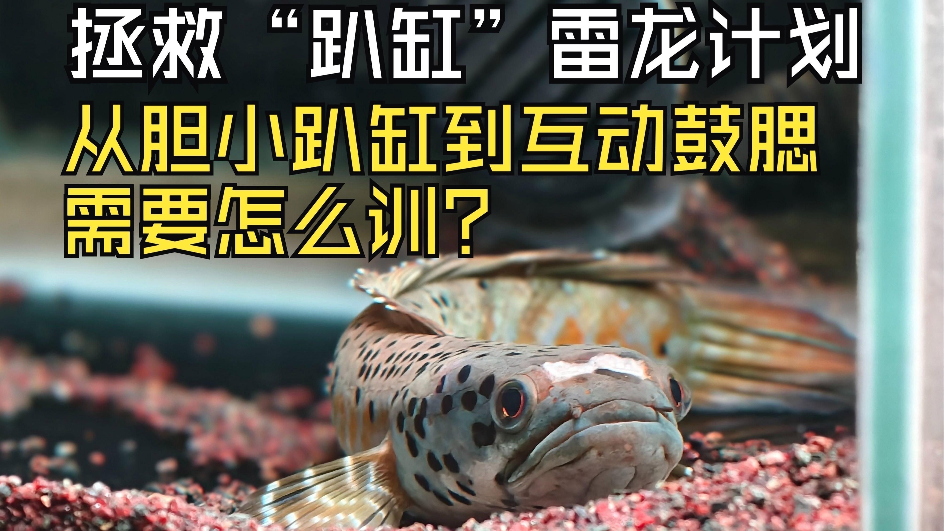 雷龍魚追手互動有哪些階段？