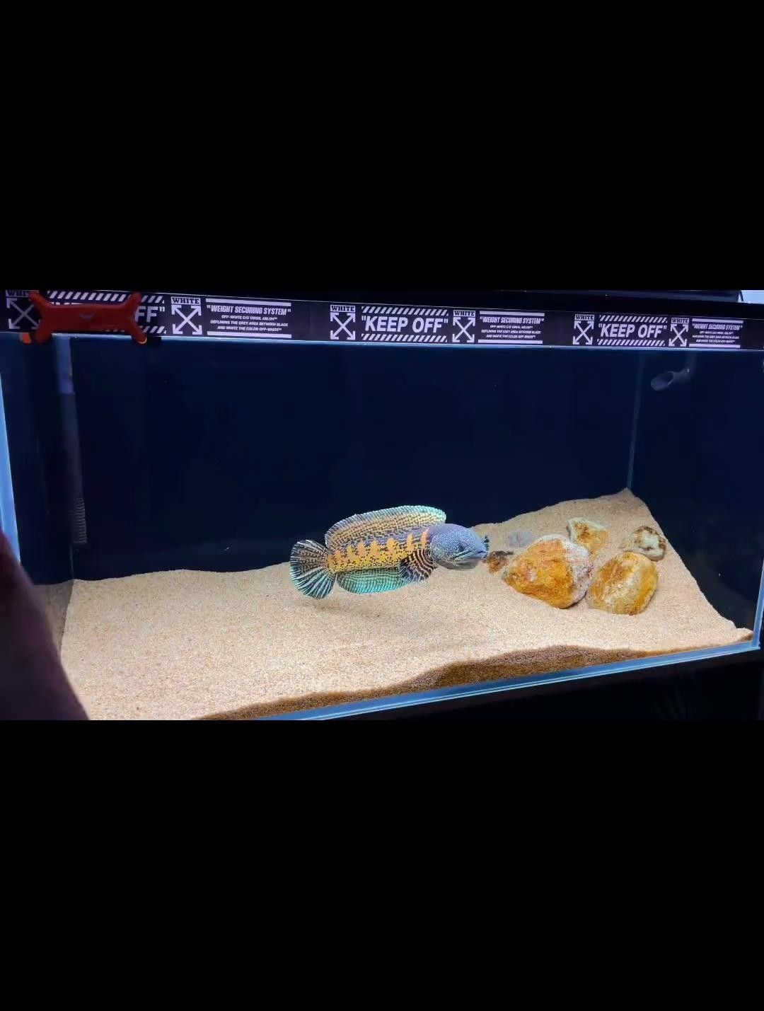 雷龍魚追手互動有哪些階段？