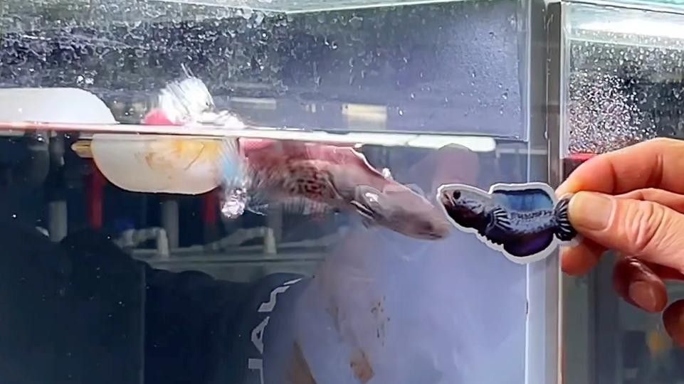 雷龍魚追手互動有哪些階段？