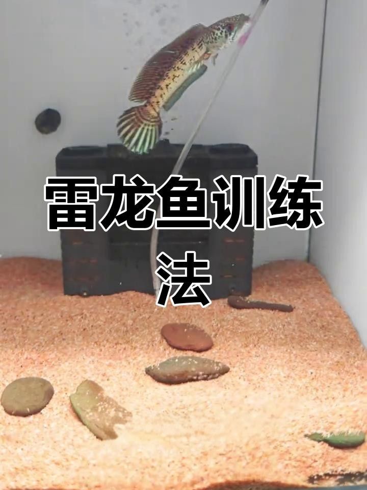 雷龍魚追手互動有哪些階段？