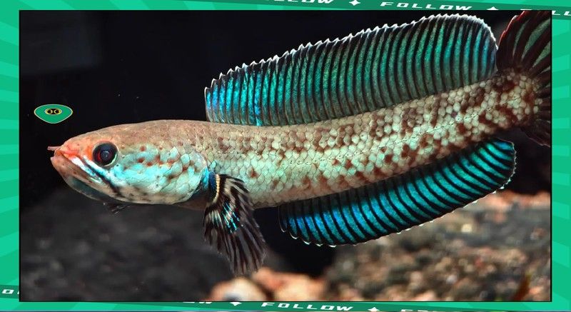 龍魚眼白點病多久能治好