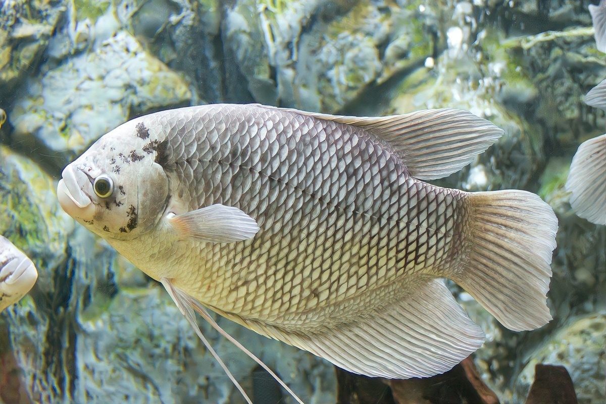 龍魚白點病需要隔離嗎？