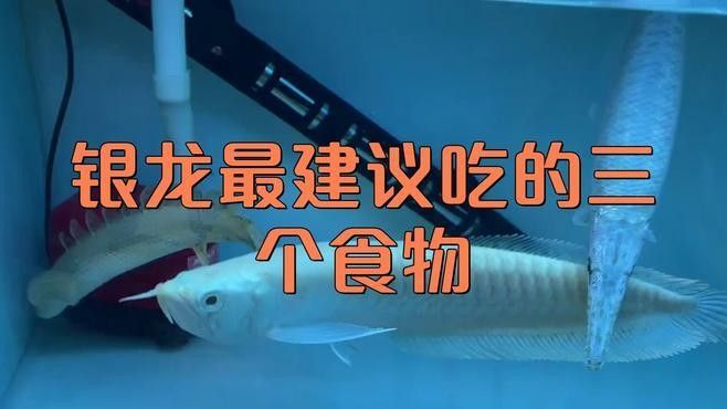 銀龍魚吃什么東西長得快