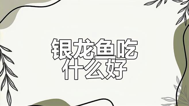銀龍魚吃什么東西長得快