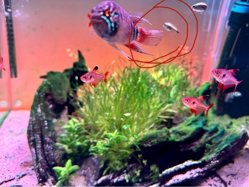 龍魚鰭顏色異常多久會恢復？ 龍魚鰭顏色異常多久會恢復？ 龍魚百科 第2張