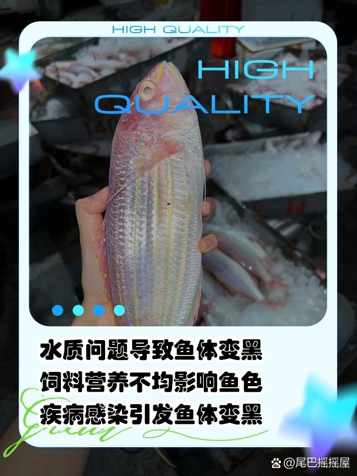 銀龍魚顏色變黑