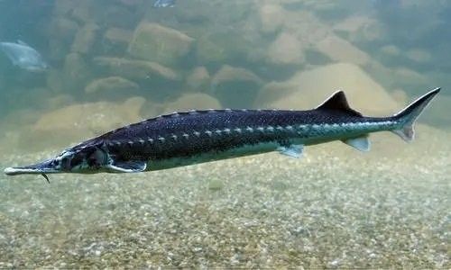 鱘龍魚繁殖需要多大的魚池？