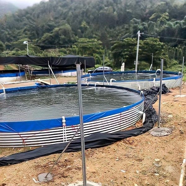 鱘龍魚繁殖需要多大的魚池？