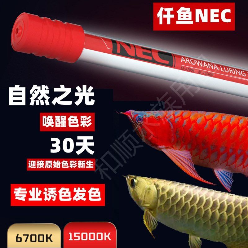 金龍魚用nec什么顏色的燈好一點